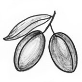 Fruit